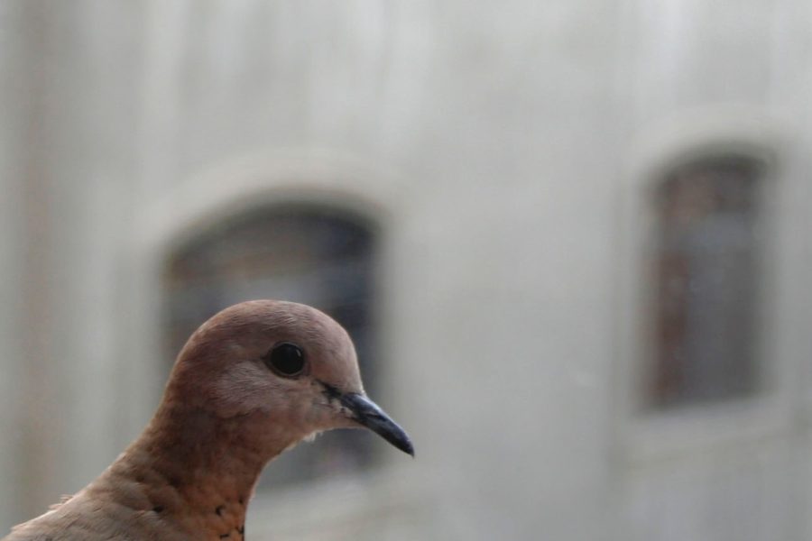 pigeon spying on humans through a window