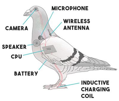 diagram of pigeon drone