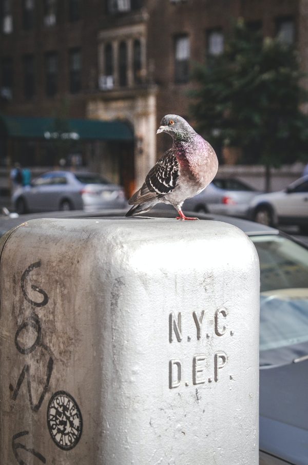 nefarious-looking pigeon standing on grey box in new york city